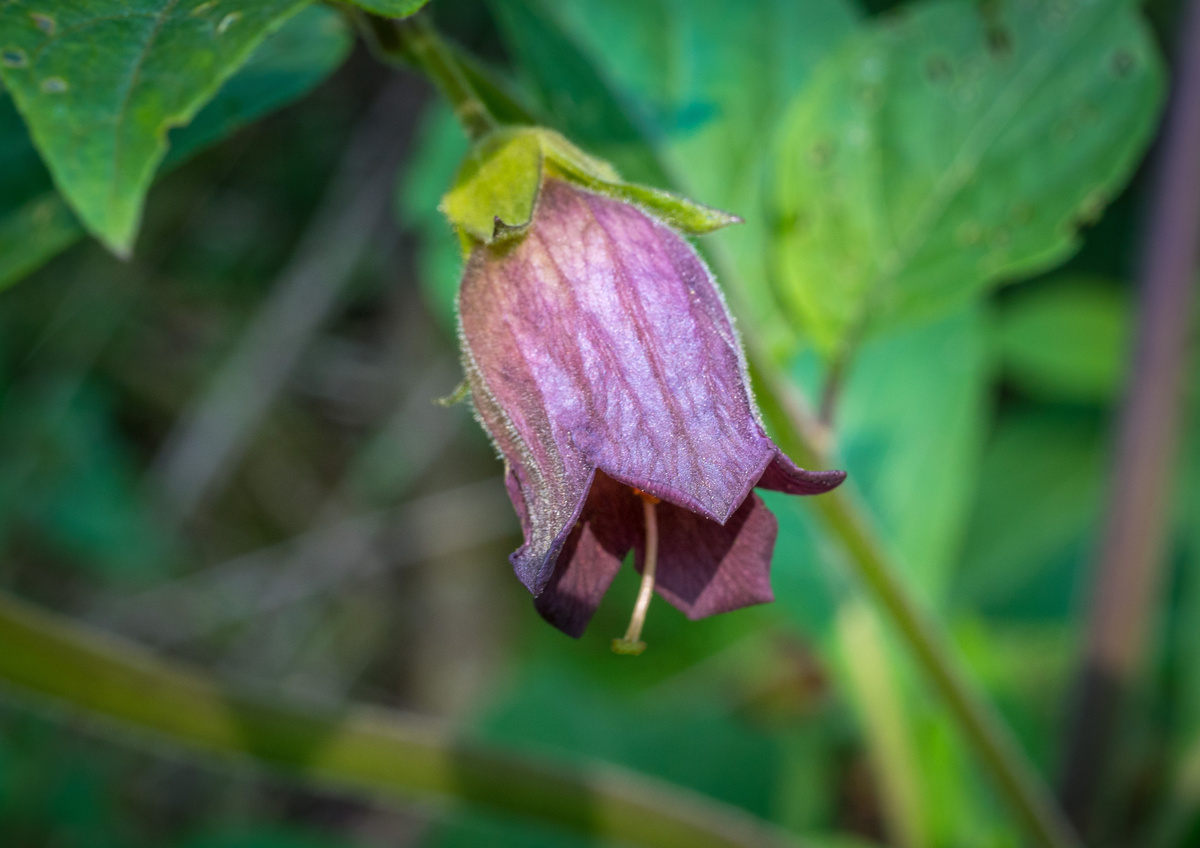 Belladonna: benefici ed utilizzi