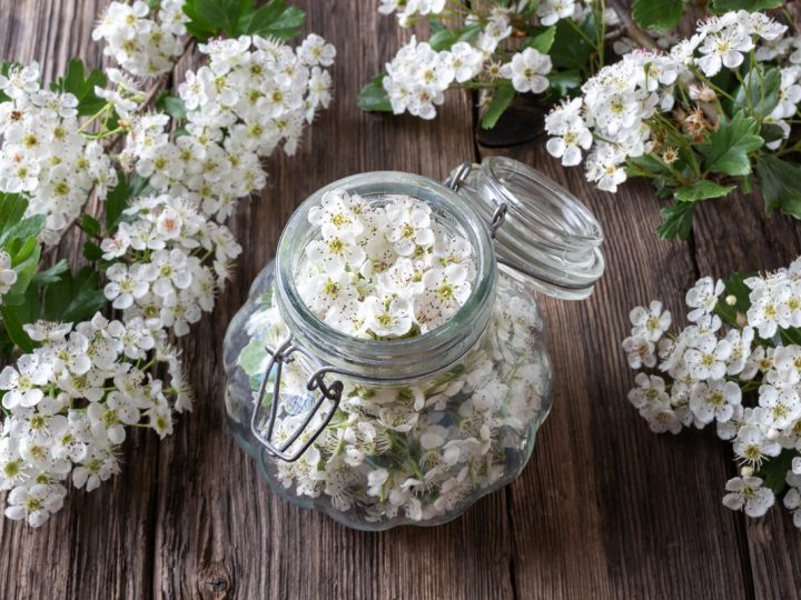 Biancospino: benefici ed utilizzi