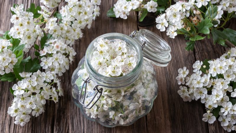 Biancospino: benefici ed utilizzi
