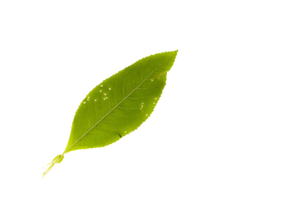 Blumea