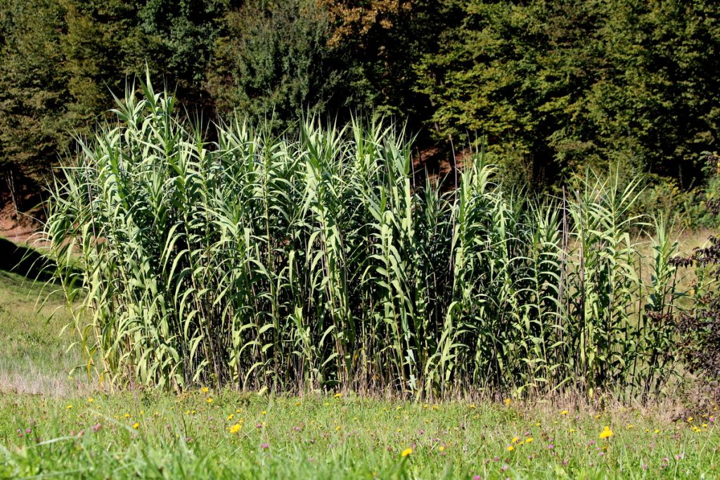 Canna Comune