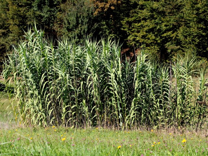 Canna Comune: proprietà ed utilizzi