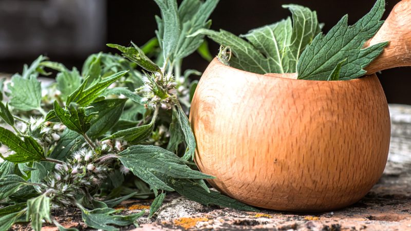 Cardiaca: benefici ed utilizzi