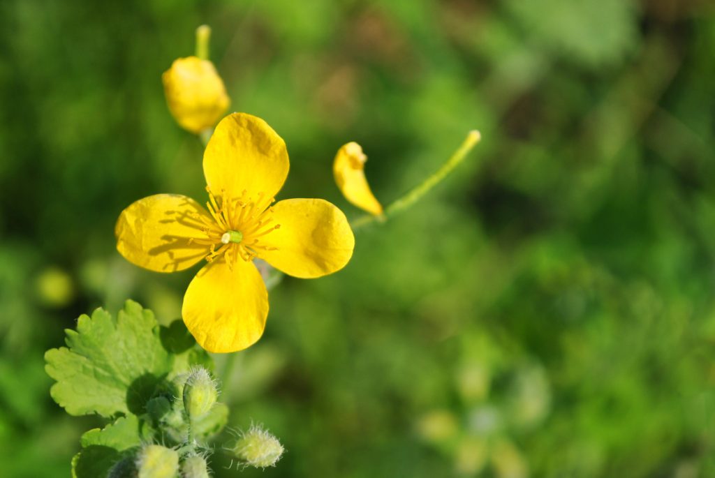 Chelidonia