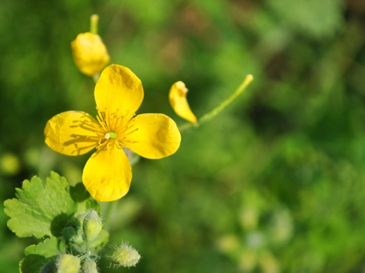 Chelidonia: benefici ed utilizzi
