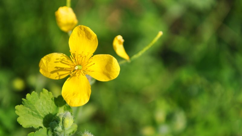 Chelidonia: benefici ed utilizzi