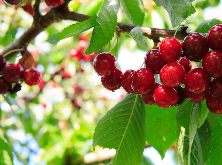 Ciliegio: benefici ed utilizzi