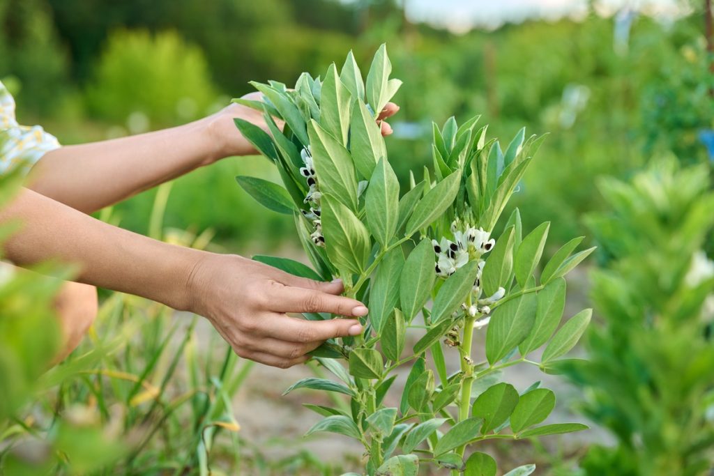 Fava di St. Ignazio