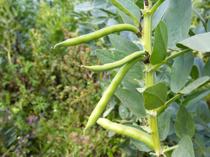 Fava di St. Ignazio: benefici ed utilizzi