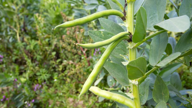 Fava di St. Ignazio: benefici ed utilizzi