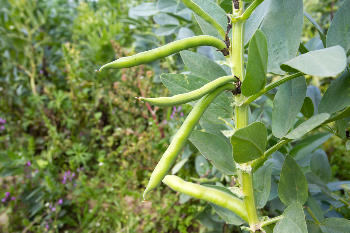 Fava di St. Ignazio: benefici ed utilizzi