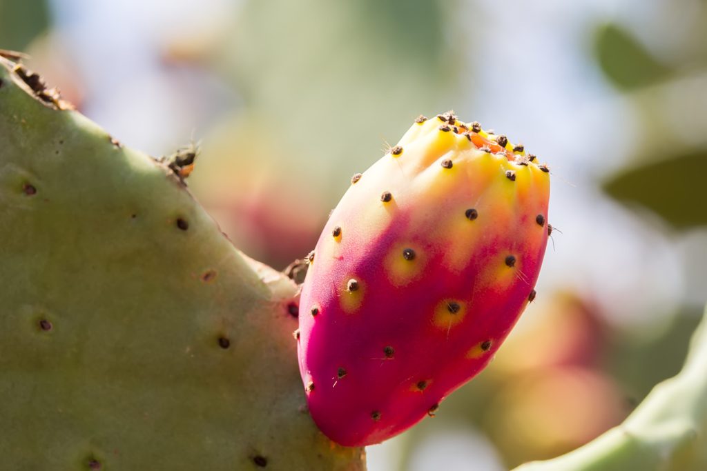 Fichi d'india fanno ingrassare?