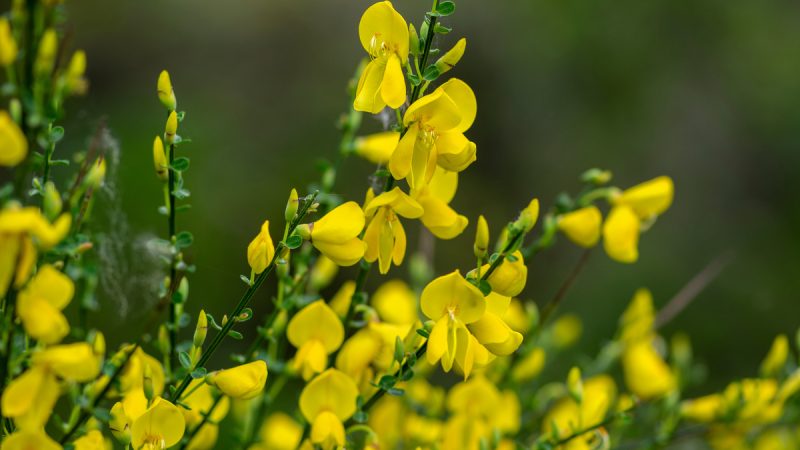Ginestra dei Carbonai: proprietà ed utilizzi