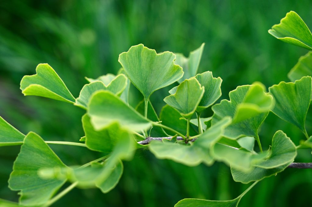 Ginkgo Biloba