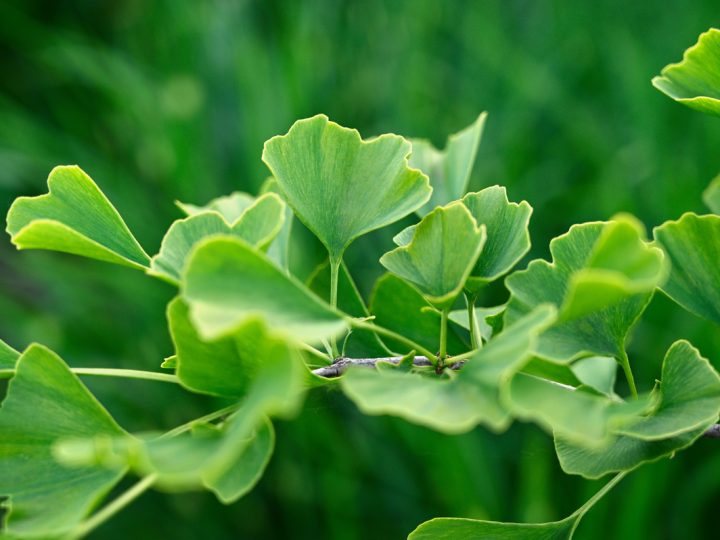 Ginkgo Biloba: benefici ed utilizzi