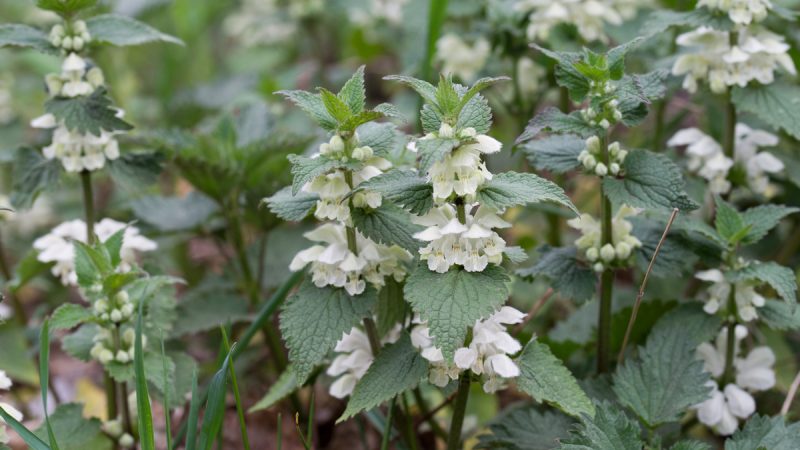 Lamio Bianco: benefici ed utilizzi