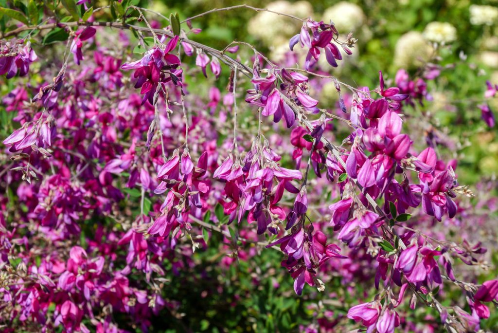 Lespedeza