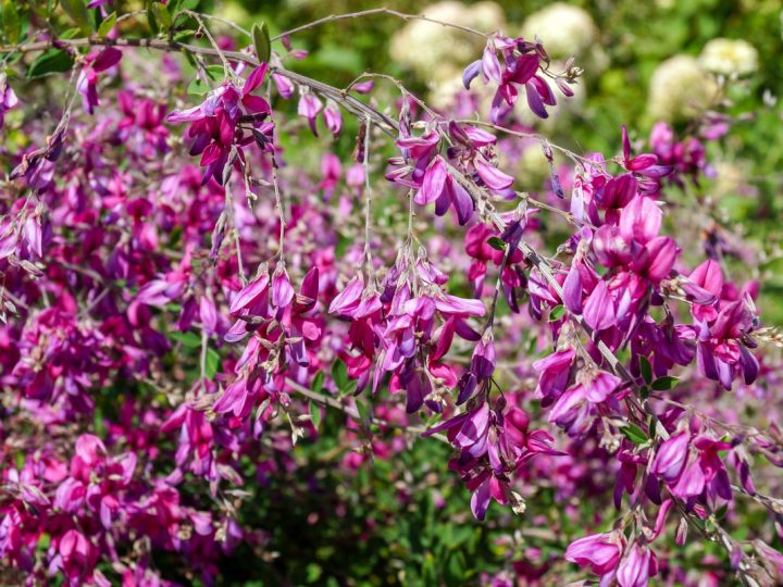 Lespedeza: benefici ed utilizzi