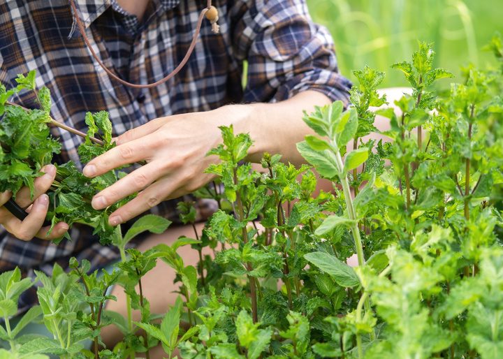 Menta Piperita: benefici ed utilizzi