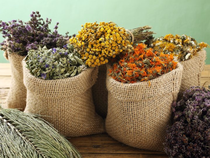 Quebraco Bianco: utilizzi della pianta che fa bene alla respirazione