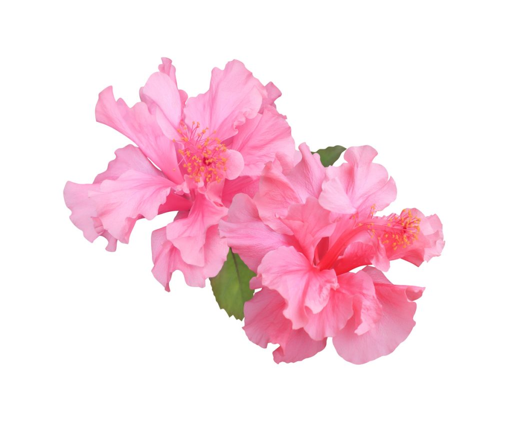 Rosa Cherokee