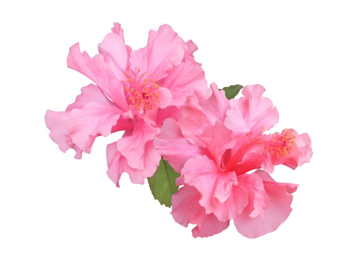 Rosa Cherokee: benefici ed utilizzi