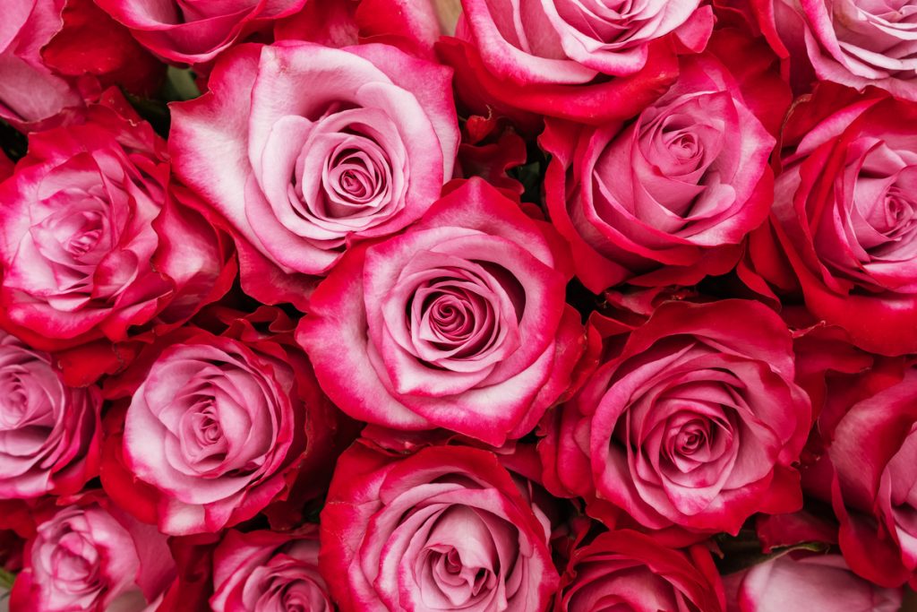 Rosa Rossa
