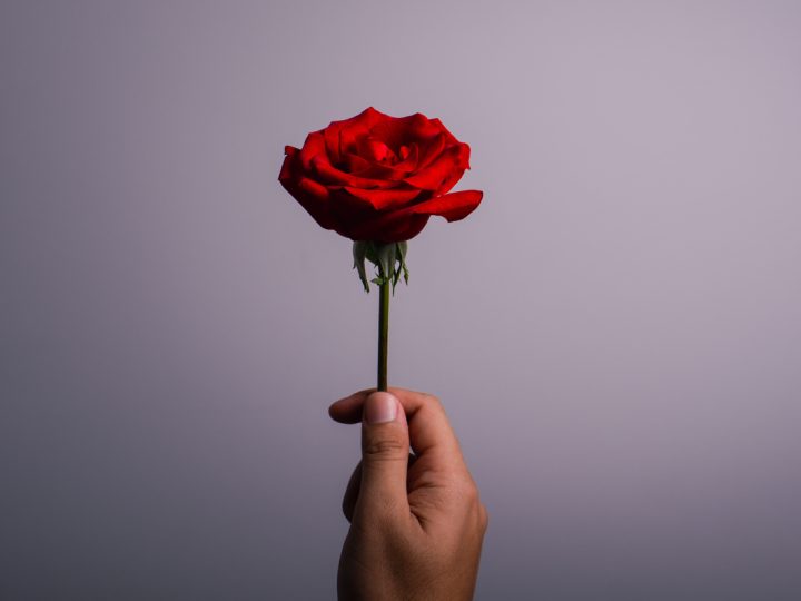 Rosa Rossa: proprietà ed utilizzi