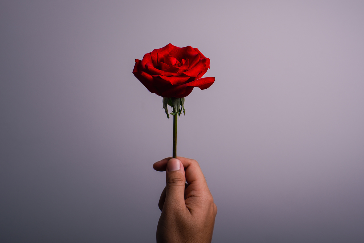 Rosa Rossa: proprietà ed utilizzi
