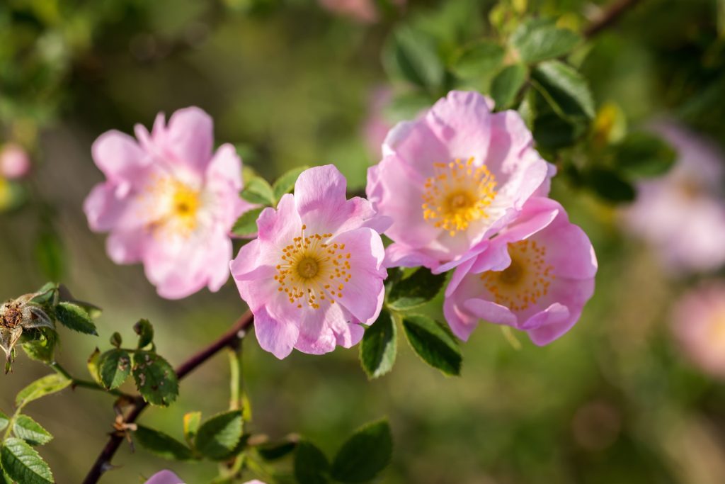 Rosa Canina