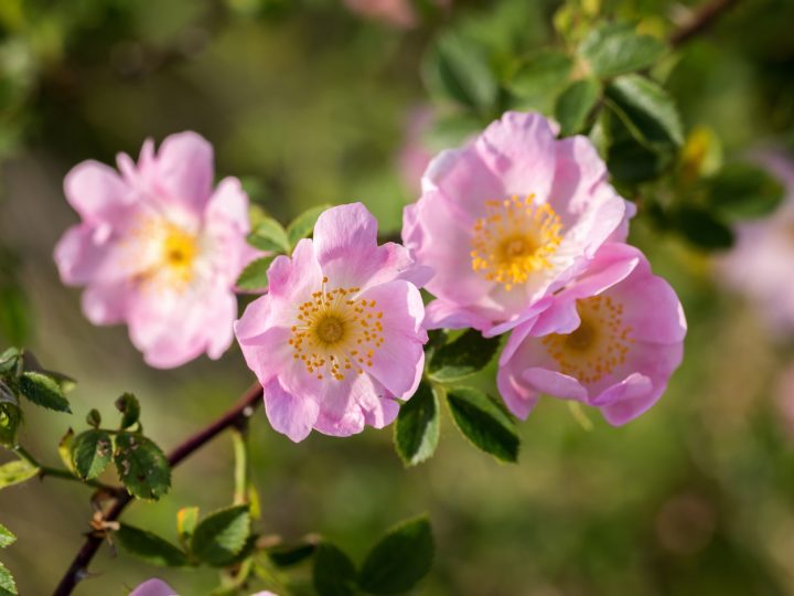 Rosa Canina: proprietà ed utilizzi
