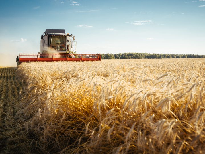 Segale Cornuta: benefici ed utilizzi