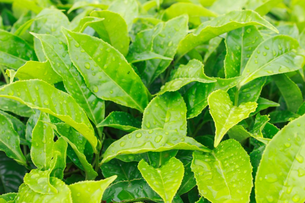 Tea Tree Giallo