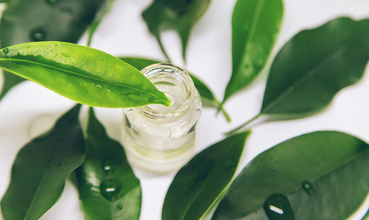 Tea Tree Giallo: proprietà ed utilizzi