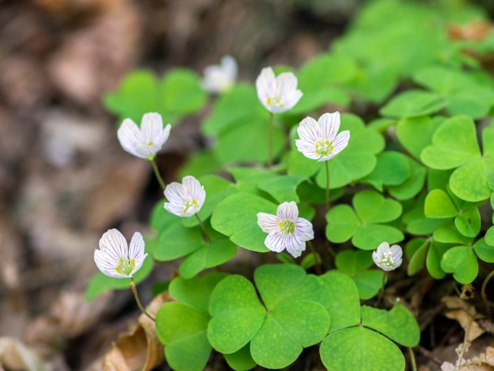 Acetosella: benefici e utilizzi