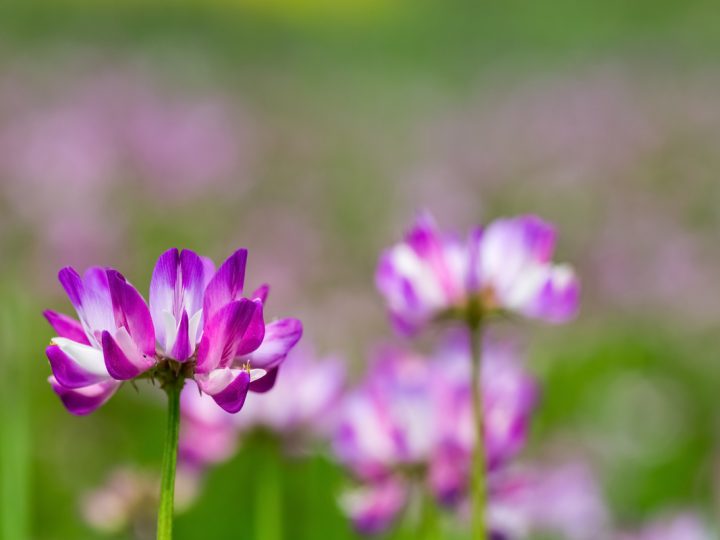Astragalo: utilizzi e benefici
