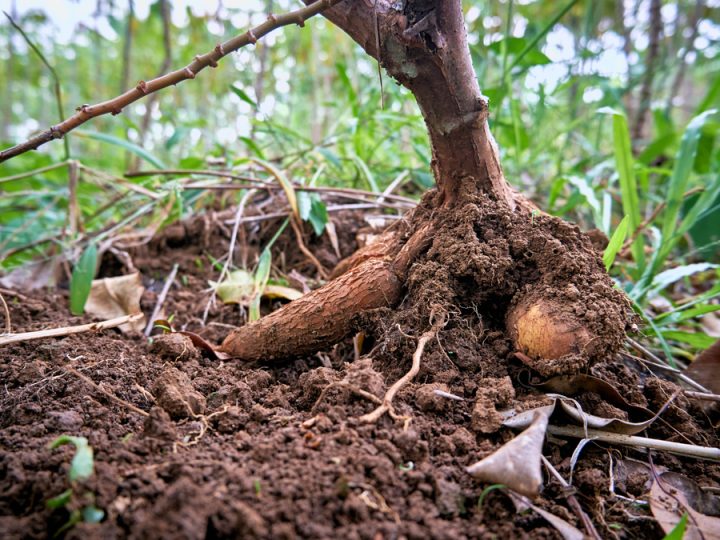 Balsamo del Tolù: utilizzi della pianta che fa bene alla mente