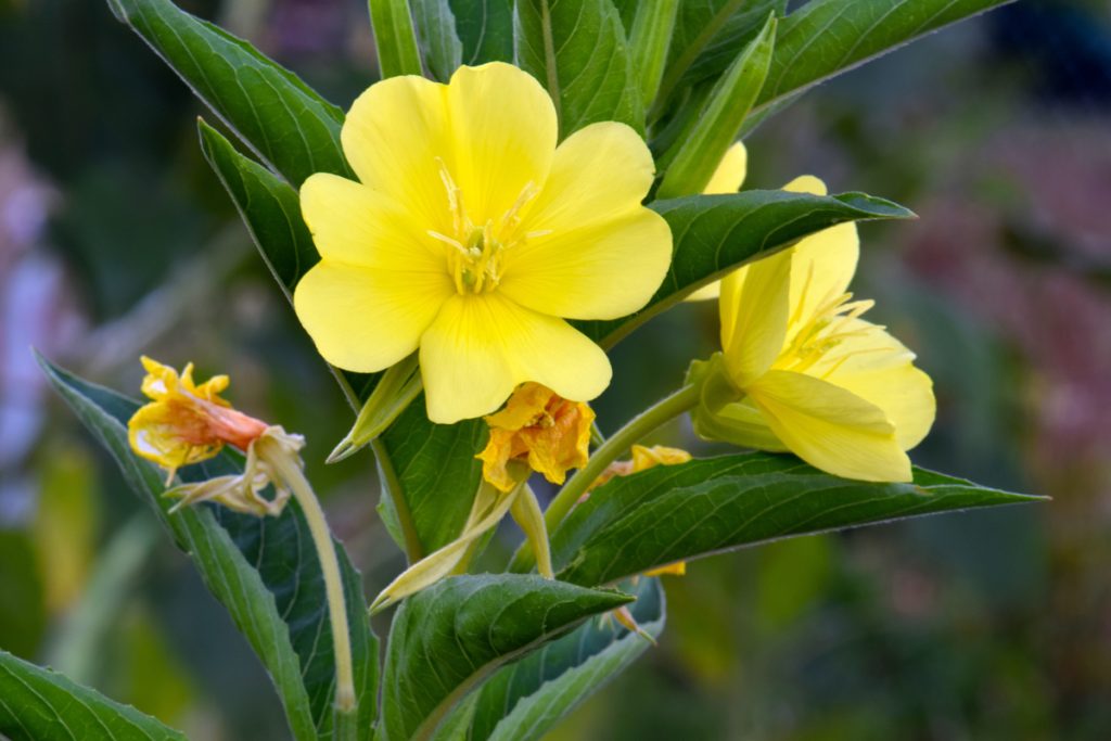 Enotera