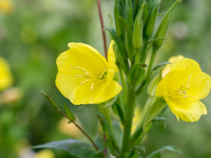 Enotera: proprietà ed utilizzi della pianta antinfiammatoria