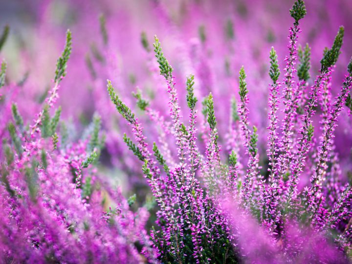 Erica: proprietà ed utilizzi