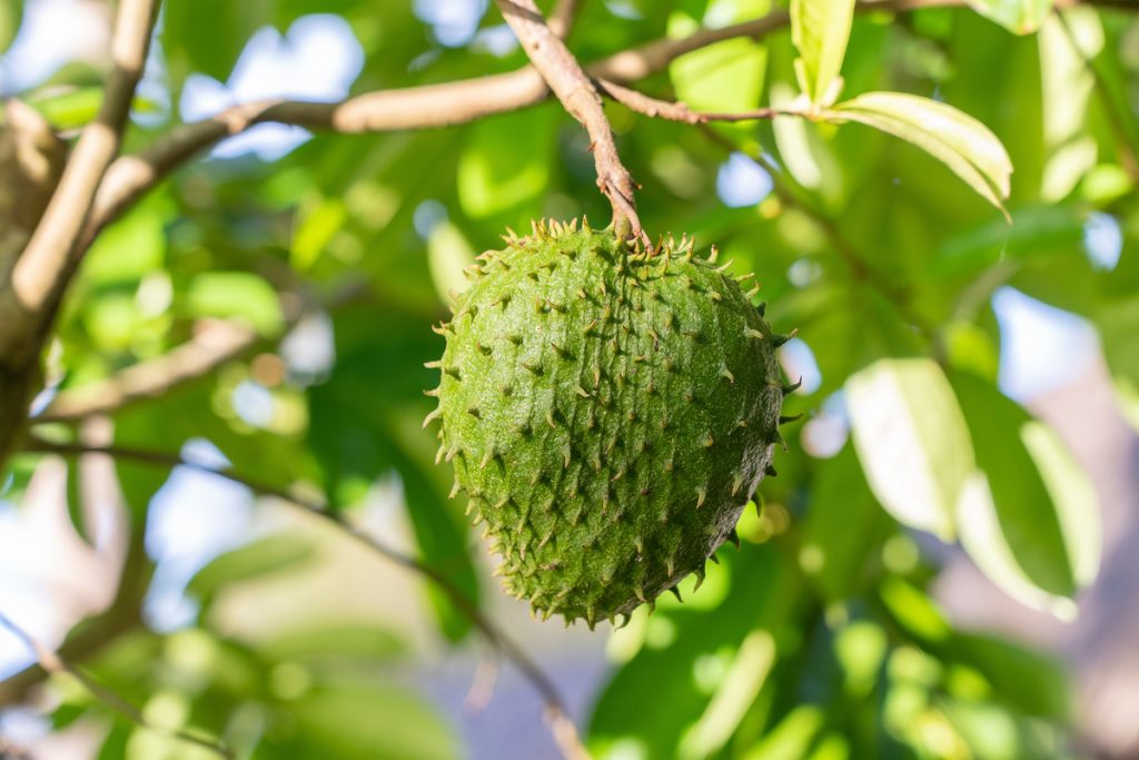 Graviola