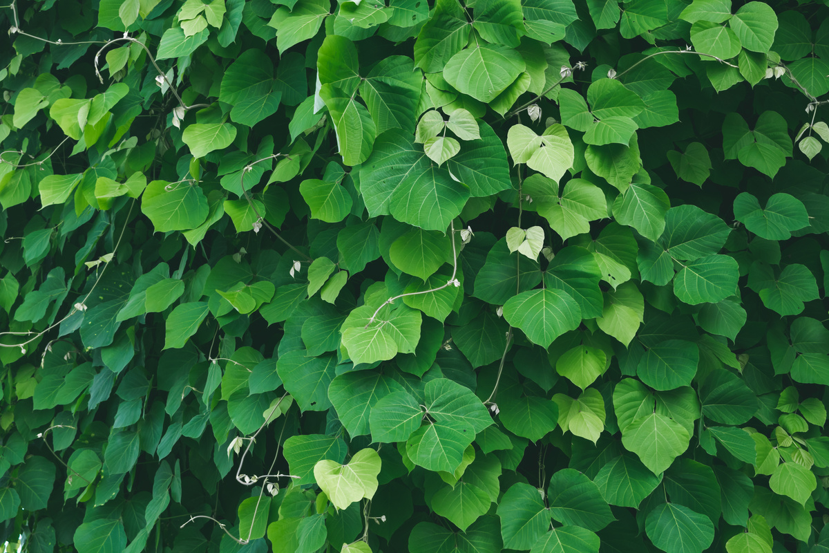 Kudzu