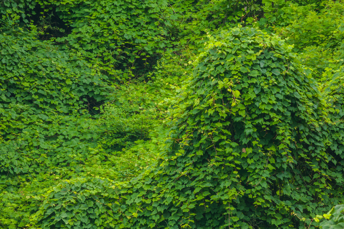 Kudzu: benefici e utilizzi