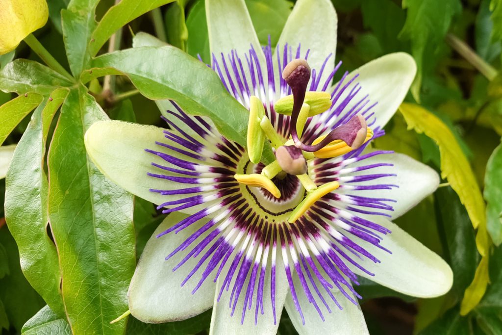 Passiflora Incarnata