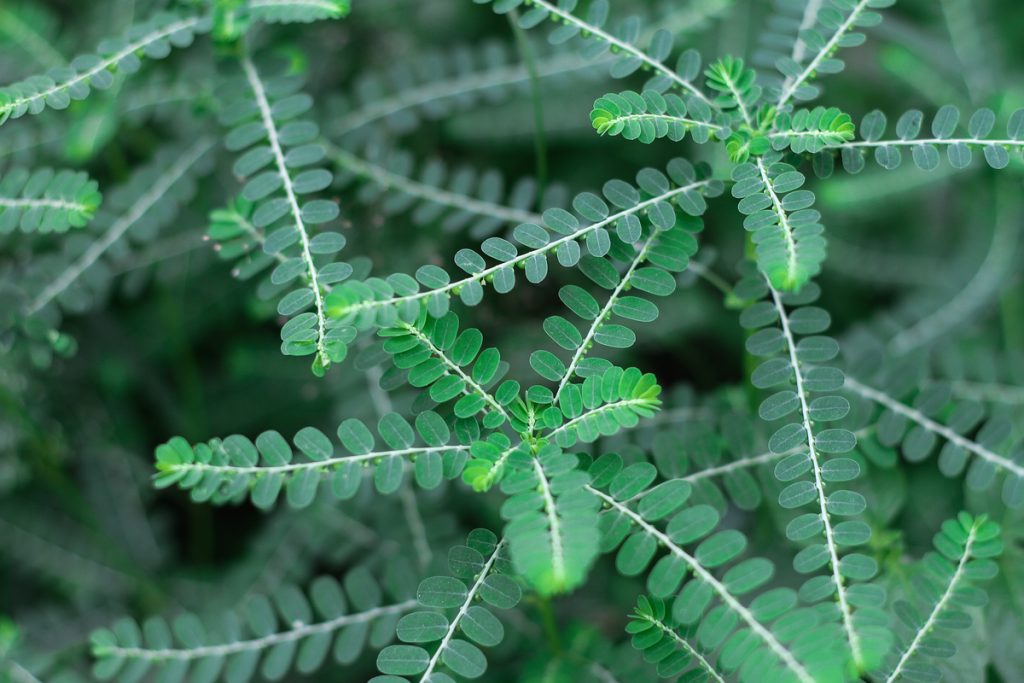 Phyllanthus