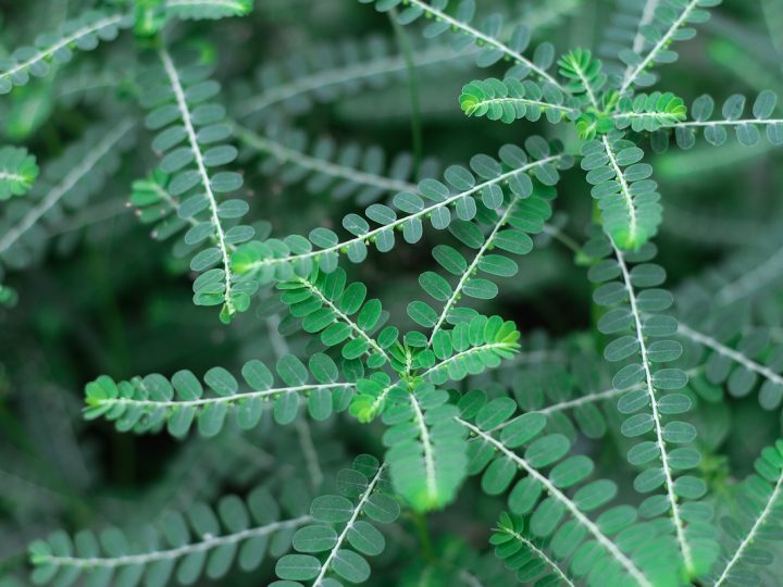 Phyllanthus: benefici ed utilizzi