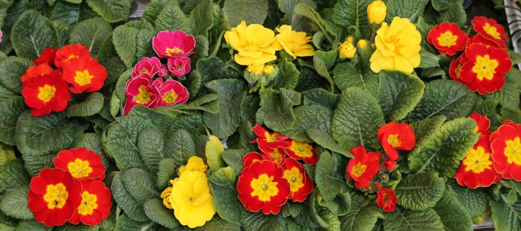 Primula