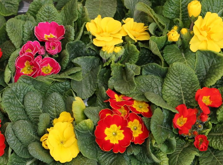 Primula: benefici ed utilizzi