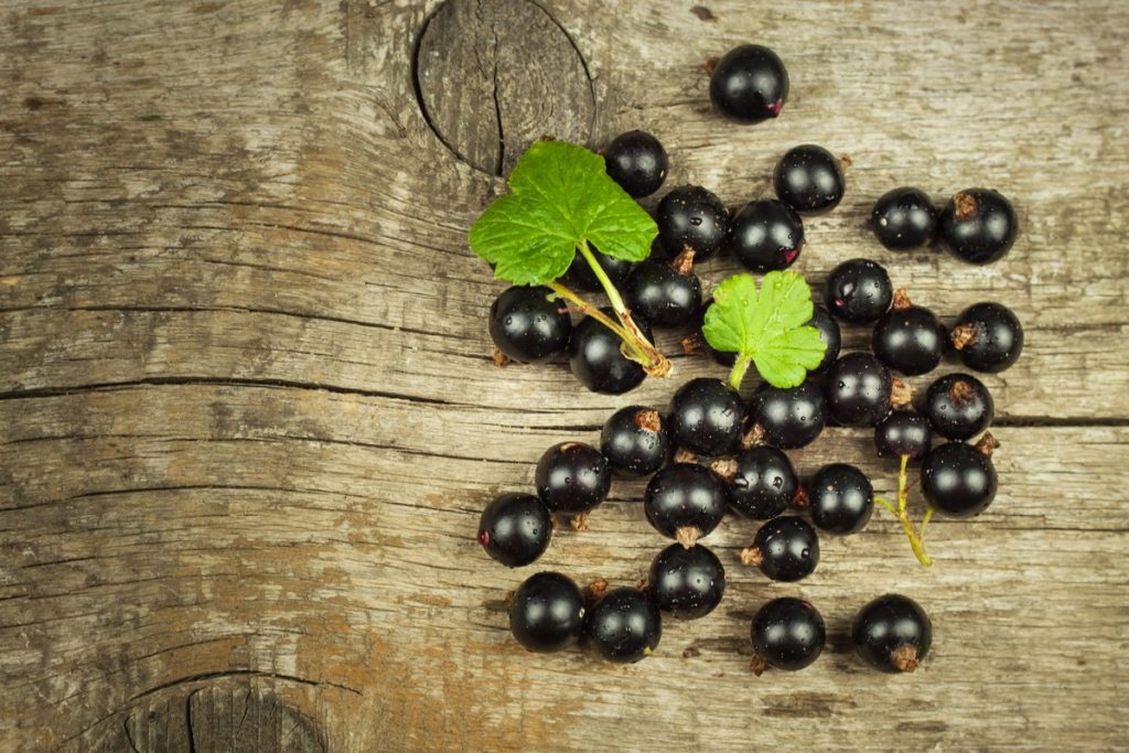 Ribes Nero