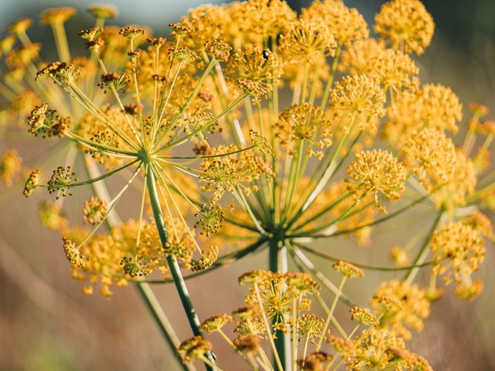 Sumbul: utilizzi della pianta che migliora la digestione